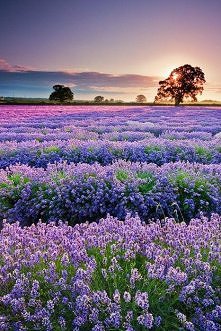 Sunset Lavender Field