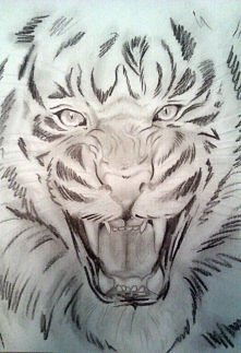 tiger