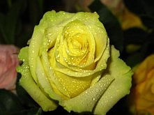 Lak-spray „Imitacja rosy” - przeznaczony do stosowania na płatkach i liściach żywych i ciętych kwiatów. Symuluje kropli rosy porannej czy też deszczu. Kropelki rosy uzyskane prz...