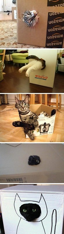 kiteły w pudełkach