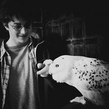 Harry i Hedwiga :)