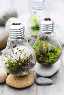 kwiatki w żarówkach xD