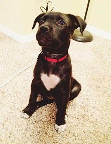 Serduszko *.* i piesek taki...