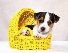 Niedawno dostałam pieska myśliwskiego, ma niecałe 8 miesięcy ale jest strasznie duży. Lecz jest on u babci na działce :( znowu psa mi zabrali ;(