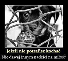 Nadzieja matką głupich...
