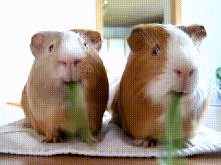 ŚWINKI MORSKIE, CZYLI KRÓTKO O TYCH NIEZWYKŁYCH GRYZONIACH! Poznaj zalety i wady milutkich zwierzątek, a może przekonasz się i przygarniesz jedną? :) Zapraszamy, post wyświetli ...