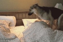 Panie wstawaj . !! Głodny jestem . ! Hahaha xd.