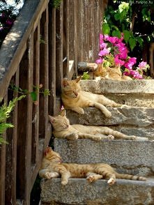 Czyste lenistwo   , koty  to  pięknie  umieją  robić :))))