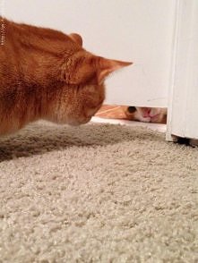 Puk  puk  , kto to  ,  to  ja  Zuzia , co  nie  poznajesz  mnie ?