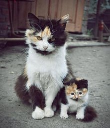 Mały kotek z mamą :)