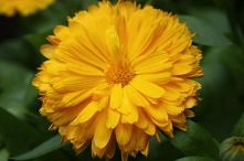 Wielka moc kwiatka z ogródka – nagietek.