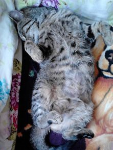 Mój kochany były kotek