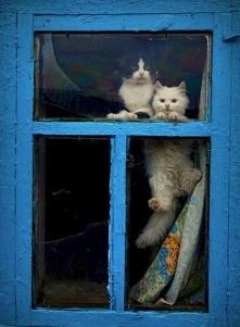 Największe szczęście, kiedy ktoś czeka na Ciebie w domu...