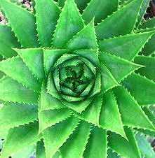 Żel aloesowy
- Aloes w doniczce
- 400 IU witaminy E (zazwyczaj 1-2 kapsułki) – informacje znajdziesz na opakowaniu: 400IU to 268 mg (30 mg to 45IU)
Krok 1.

Odkrój dolne liście ...