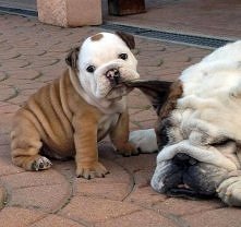 Buldog angielski
