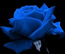 Niebieska różą