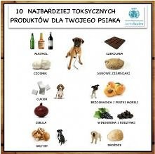 Zakazane produkty dla psa