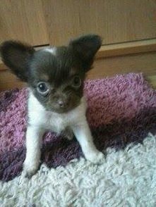 Chihuahua Amy, móje maleńst...