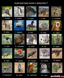 zwierzaki numeraki mam chomika