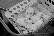 Jakie imiona maja Wasze kró...