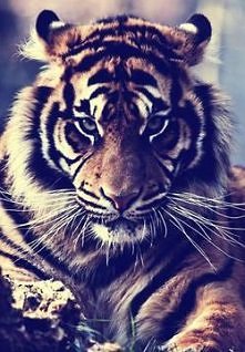 Patrzy się na cb --->