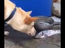 Pies ratuje ryby polewając je wodą