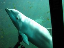 Delfinarium w Holandi <3 <3