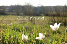 Wybrałam to zdjęcie - jedno z tych które sama zrobiłam, bo jest takie słoneczne, kolorowe i kojarzy mi się z latem :)