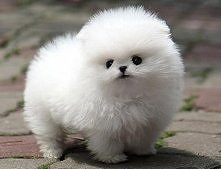 White Pomeranian <3