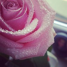 Najpiękniejszy kwiat  