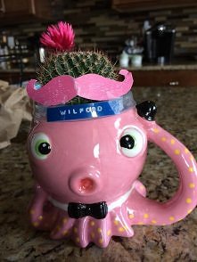 Kaktuso-Ośmiorniczka :))