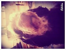 SORRY ŻE ZDJ ODWRÒCONE Słodziaki wy moje ;3 aww może sie ktoś zna na agiliti ?? Interesuje sie tym i chcę oto tego osobnika na zdjęciu który ma lat 9 nauczyć podstaw ;) ćwiczyła...