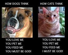 rozumowania kota i psa