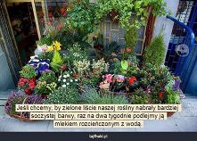 Jak pielęgnować rośliny doniczkowe?