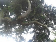 kilka zdj z mojego pobytu w Irlandii (07.2014)
 Botanic Garden