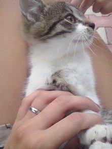 kochany zwierzaczek <3 toffik