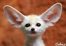 Przecież aż usta same się cieszą :)