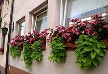 ktos wie co to za kwiaty? s...