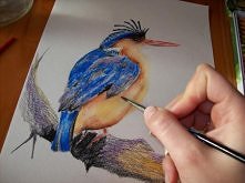 Jak namalować ptaka