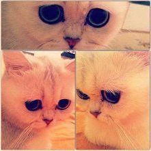 Jakie smutne oczy ma ten kotek...