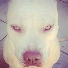 O MOJ BOZE,DIABEL :O <3