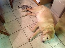 Moja  zdobycz , nie  puszcz...