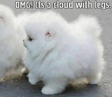 kto wie Co to za rasa psa??...