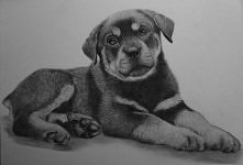 Szczenię, ołówki automatycz...