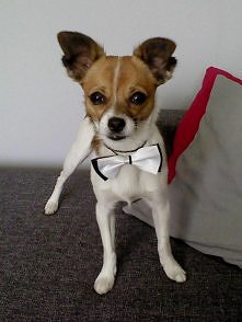 mój mały elegancik ♥♥♥