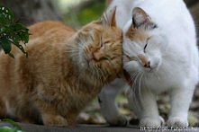 Zakochana  Para :)))