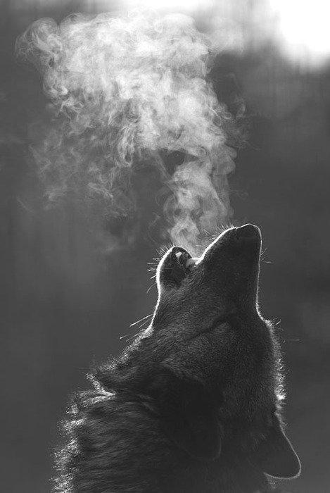 Wolf.
