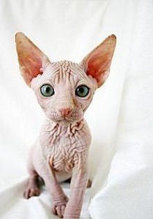 piękny czy brzydal? co sądz...