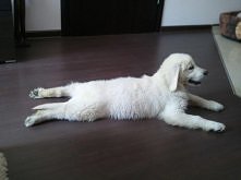 Cheetos =) - Golden Retriever