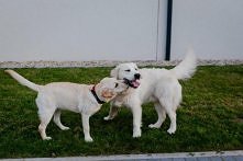 Cheetos & Lara - Golden & Labrador
